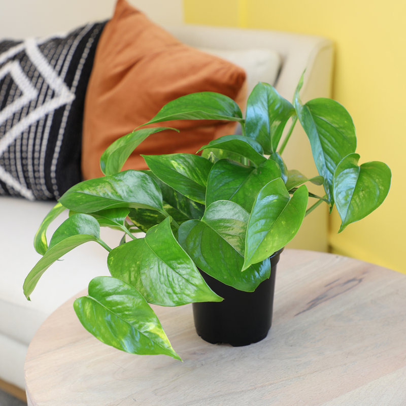 Golden Pothos in Black Plastic Planter, 4-Inch
