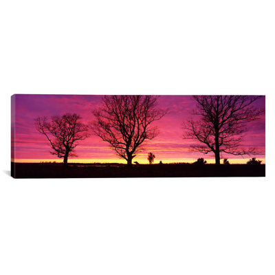 " Oak Trees, Sunset, Sweden " by Panoramic Images
