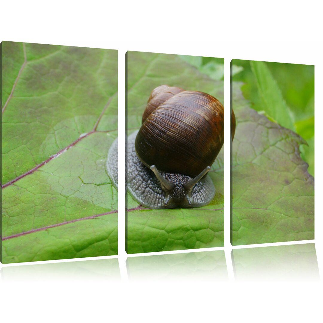 3-tlg. Leinwandbilder-Set „Kleine Schnecke mit Schneckenhaus“, Fotodruck