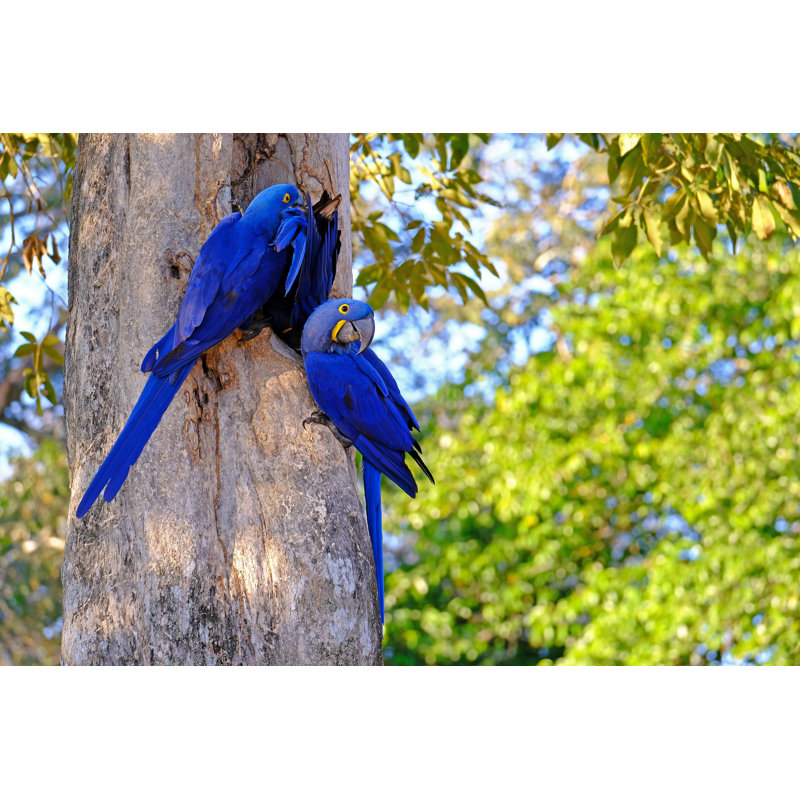 Reisegraf - Wrapped Canvas Print, 51cm H x 76cm W x 3.8cm D