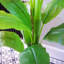180cm Faux Plant in Pot Liner-101685242