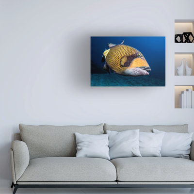 Barathieu Gabriel Triggerfish Canvas Art