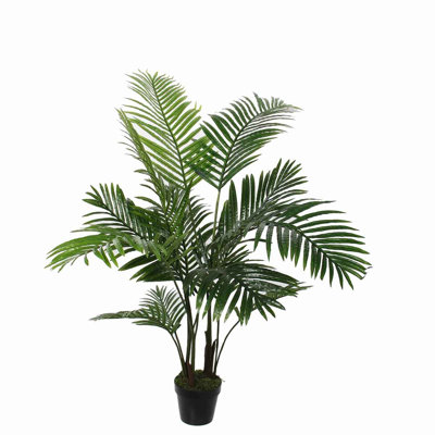 Palm Plant in Pot