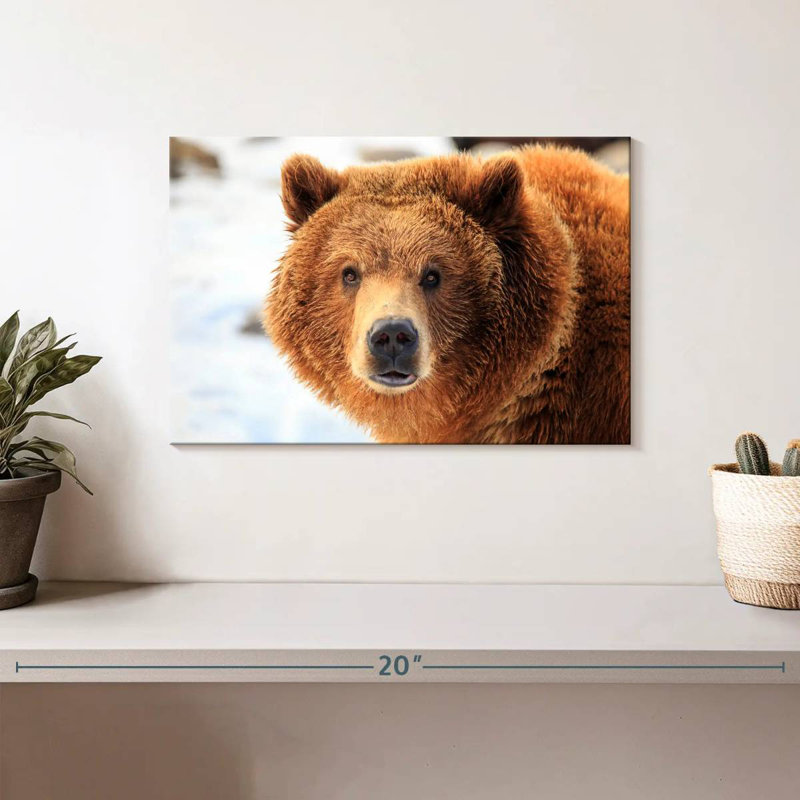 Regard d'ours grizzly, H 8 po x l 12 po