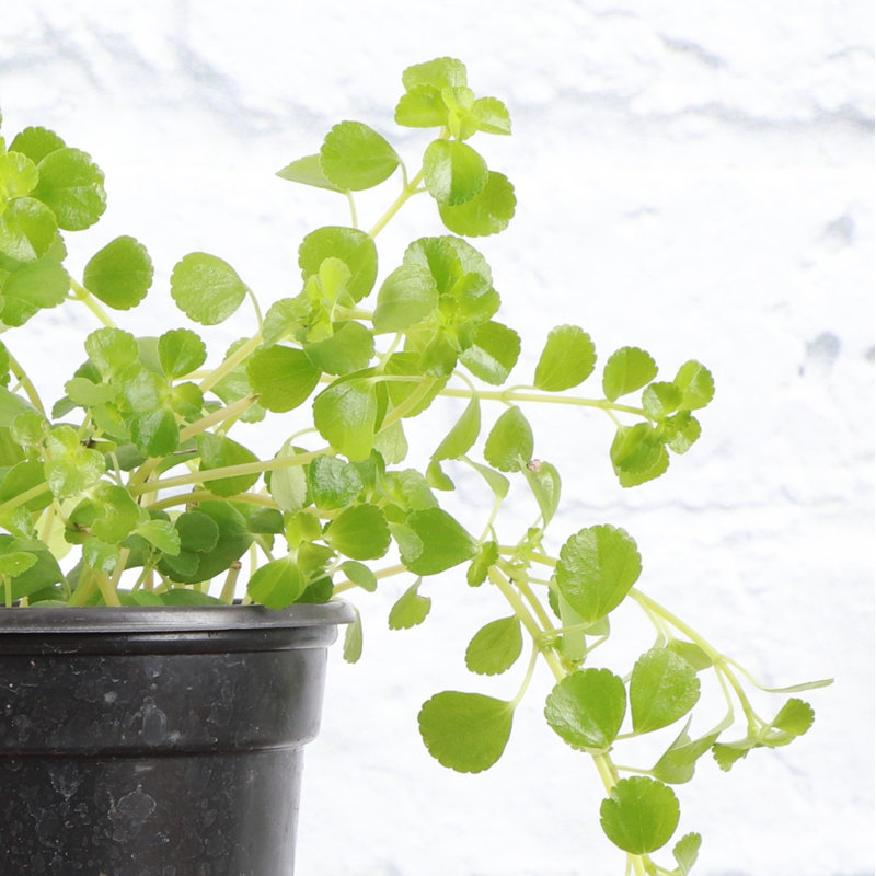 Live Green Baby Tears Pilea Plant, Black, Nursery Pot