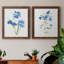 «Blue Blossom Botanical I», ensemble de 2 peintures sur toile encadrées-1514347367-1514347365