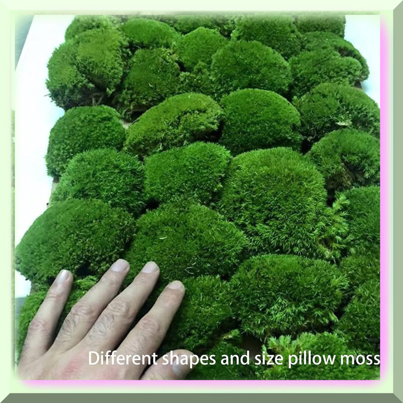 Moss Pillow Bun Cushion - 0.44lb