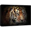 Animaux, tigre du Bengale-93629084-93629085