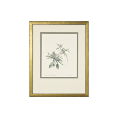 Echeveria Grus Print