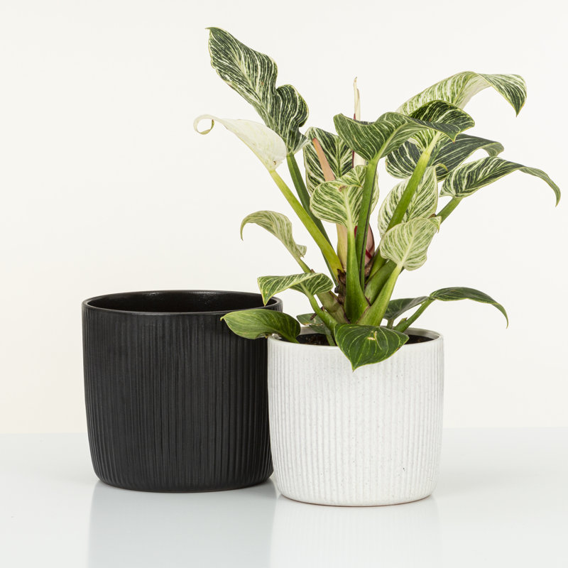 Cache-pot intérieur en céramique Kathrien, H 6,25 po x l 7 po x P 7 po, Blanc
