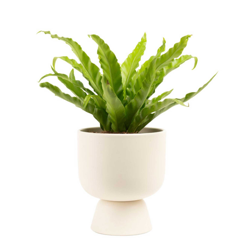 Bird''s Nest Fern in Ceramic Planter