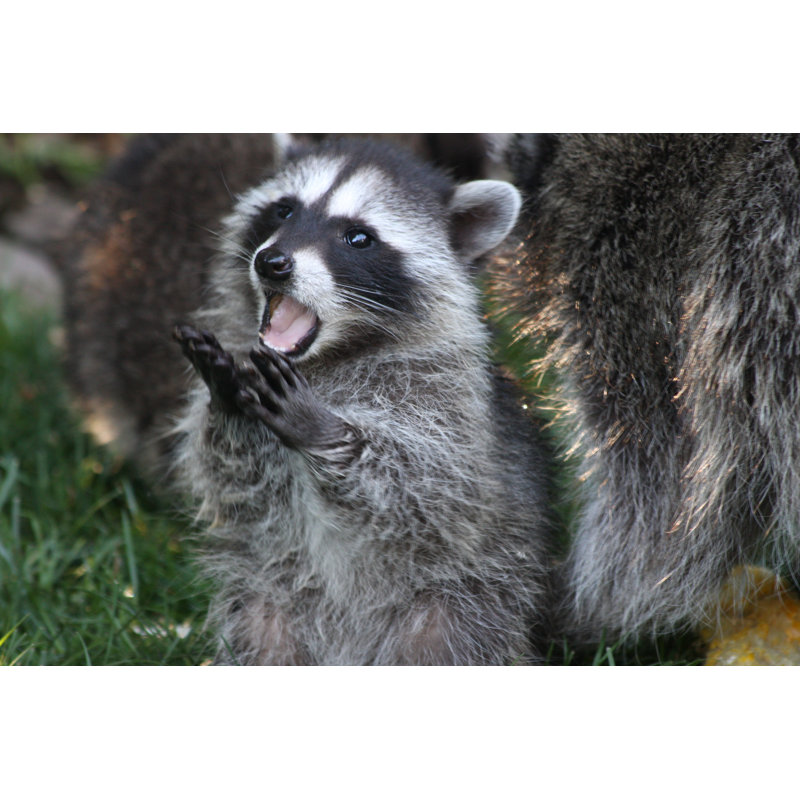 Baby Raccoon by HakuNellies - No Frame Art Prints on Canvas, 20cm H x 30cm W