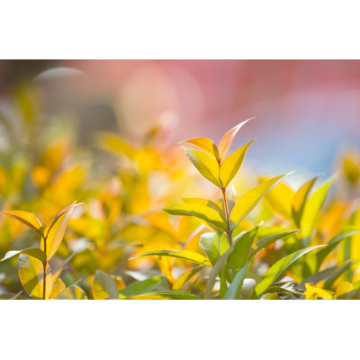 Seedling Growing Plant by Ookawa - Wrapped Canvas Print