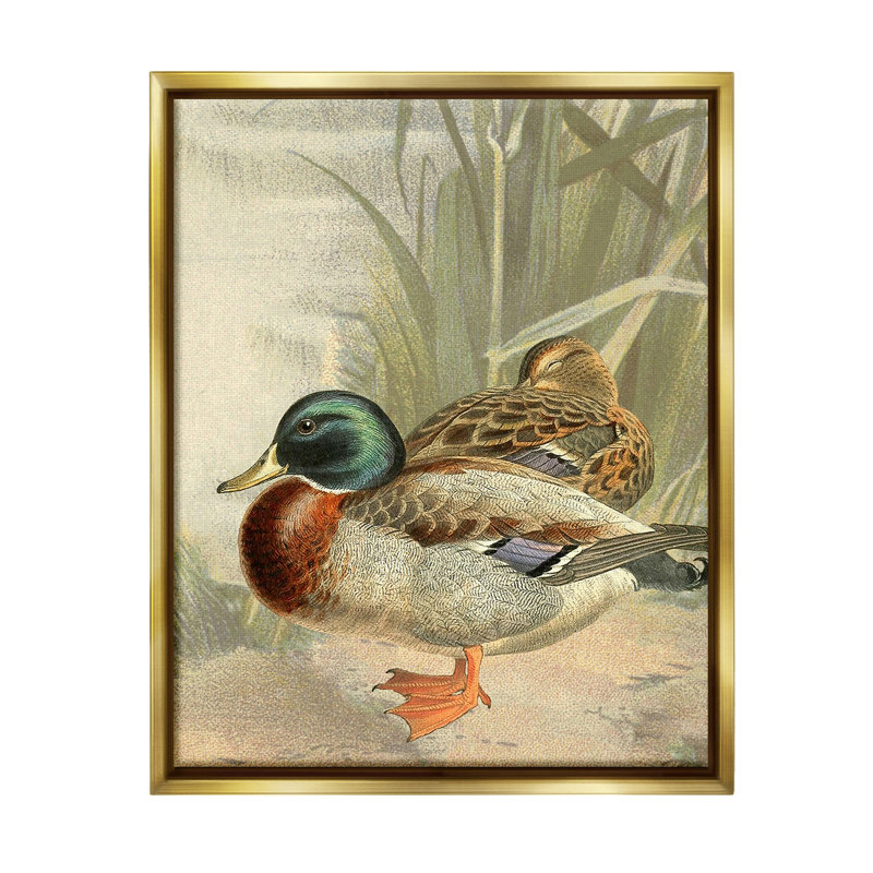 «Pond Ducks Relaxing» par Gail Fraser sur toile, Cadre flottant métallique doré, H 21 po x l 17 po