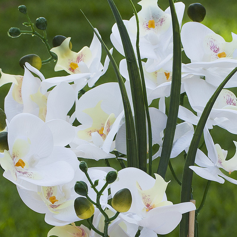 Arrangement floral en pot