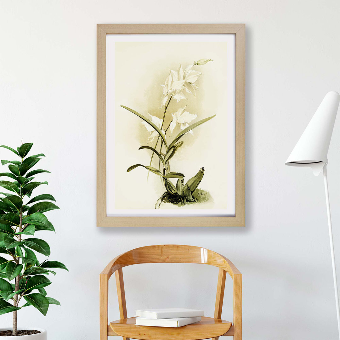 Magnolia Flowers Illustration Tab. 87 By Frederick Sander - Framed Print