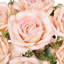 Doux rosier-578715232
