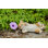 Animals Weather Resistant Water Resistant UV Resistant Polyresin Garden Statue