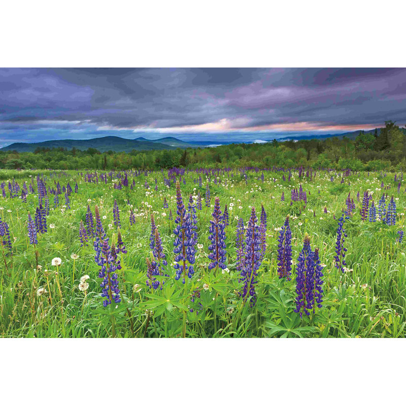 " Lupine Sunrise ", 8" H x 12" W