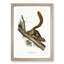 Red-Tailed Squirrel by J.W. Audubon - Picture Frame Painting Print-55778213-55778212