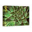 Spotty Succulent sur toile-10561968