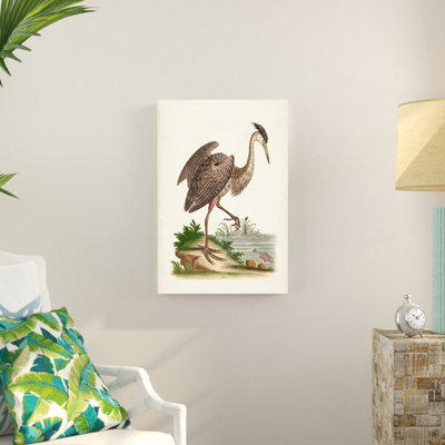 Antique Heron And Cranes III by George Edwards - Wrapped Canvas Graphic Art