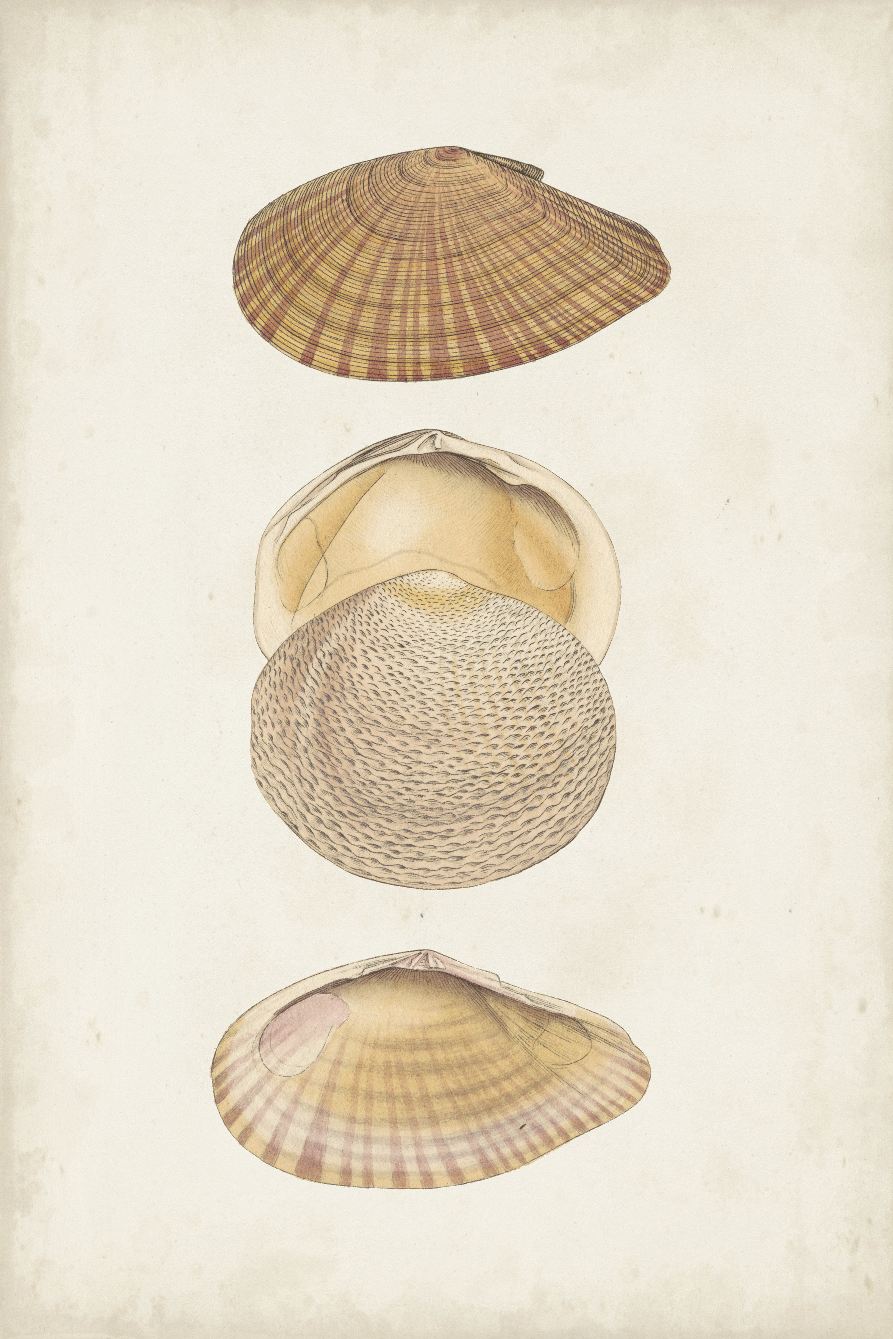 Highland Dunes Antiquarian Shell Study I | Wayfair.ie