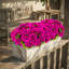 10 " Faux Geranium in