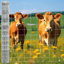 Clôture de ferme avancée en acier galvanisé durable et sécuritaire 5 pi x 164 pi