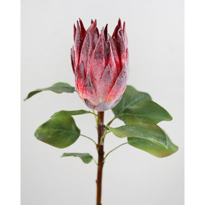 Protea 23,5 po bourgogne
