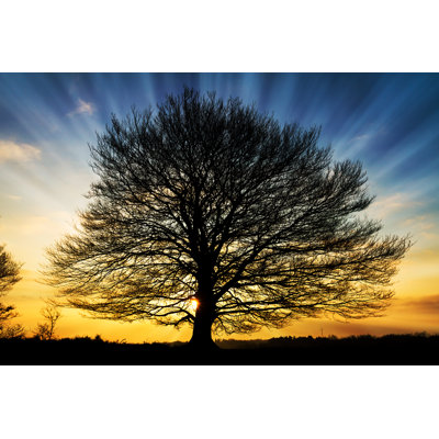" Power Tree " by Dennisvdw