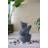 Decorative 4-Tier Nautilus Shell Water Fountain - 13.4" x 9.4" x 21.5" - Blue