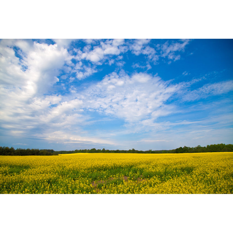 Ashwini Rape Fields - Wrapped Canvas Print, 51cm H x 76cm W x 3.8cm D