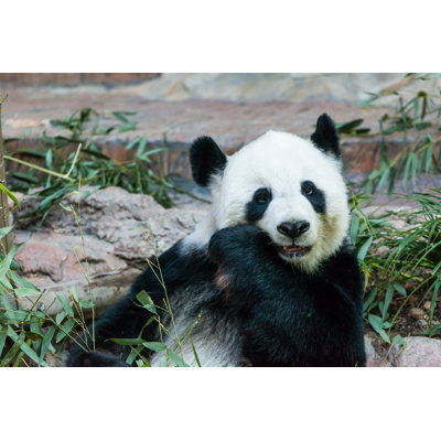Panda par Aphichart - photographie sur toile tendue