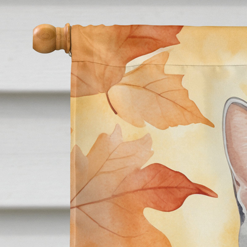 Chat en feuilles d'automne, American Shorthair