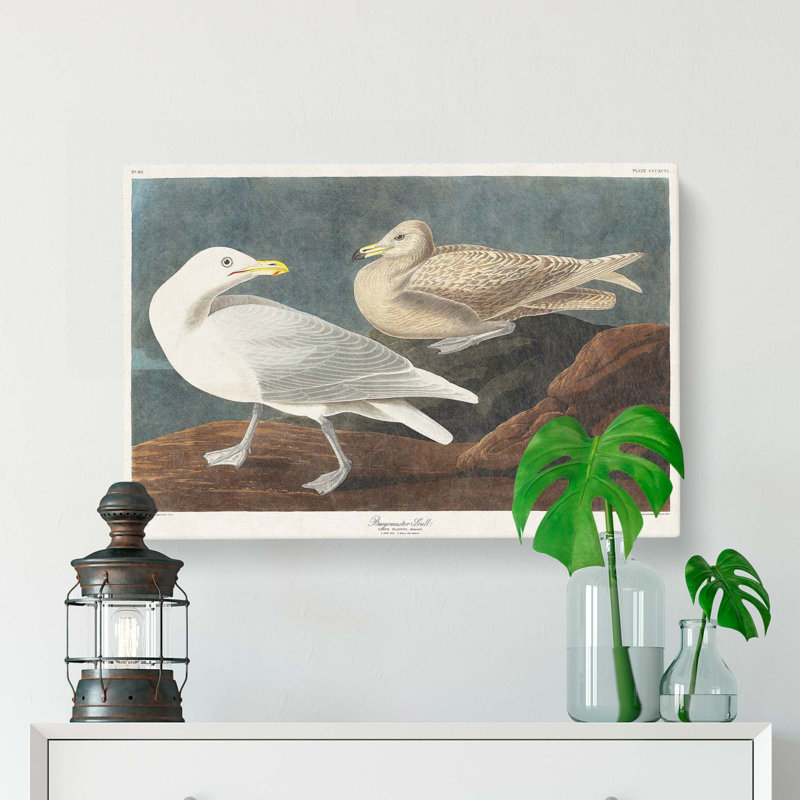 Burgomaster Gulls by John Audubon - Wrapped Canvas, 40cm H x 60cm W x 3cm D