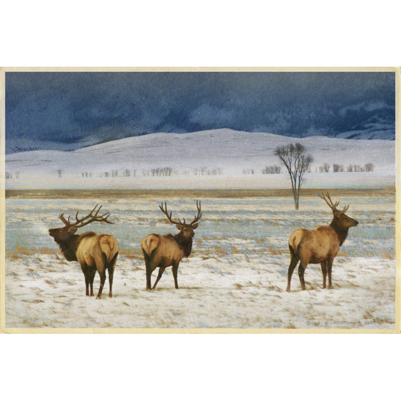 Refuge Elk by Chris Vest - Painting, Wrapped Canvas, 30 cm H x 46 cm W