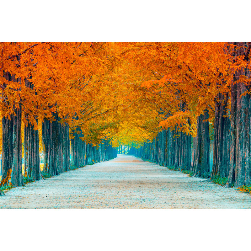 Tree Tunnel in Autumn - Photographie sur toile tendue, L 12 po x H 8 po