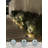 5W LED Well Light, 12-24V Low Voltage In-Ground Lighting, IP67 Waterproof