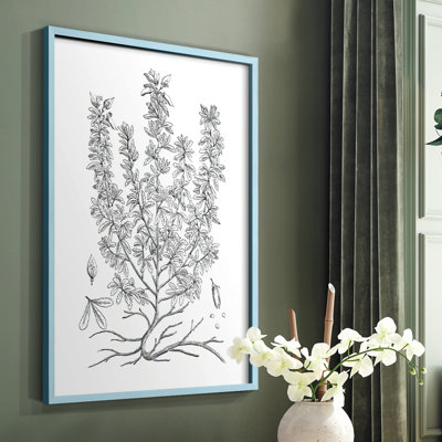 «B&W Plant Speciment», reproduction encadrée - bois massif