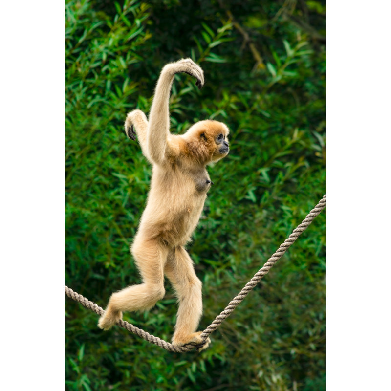Gibbon Courir par Zocha_K, H 48 po x l 32 po