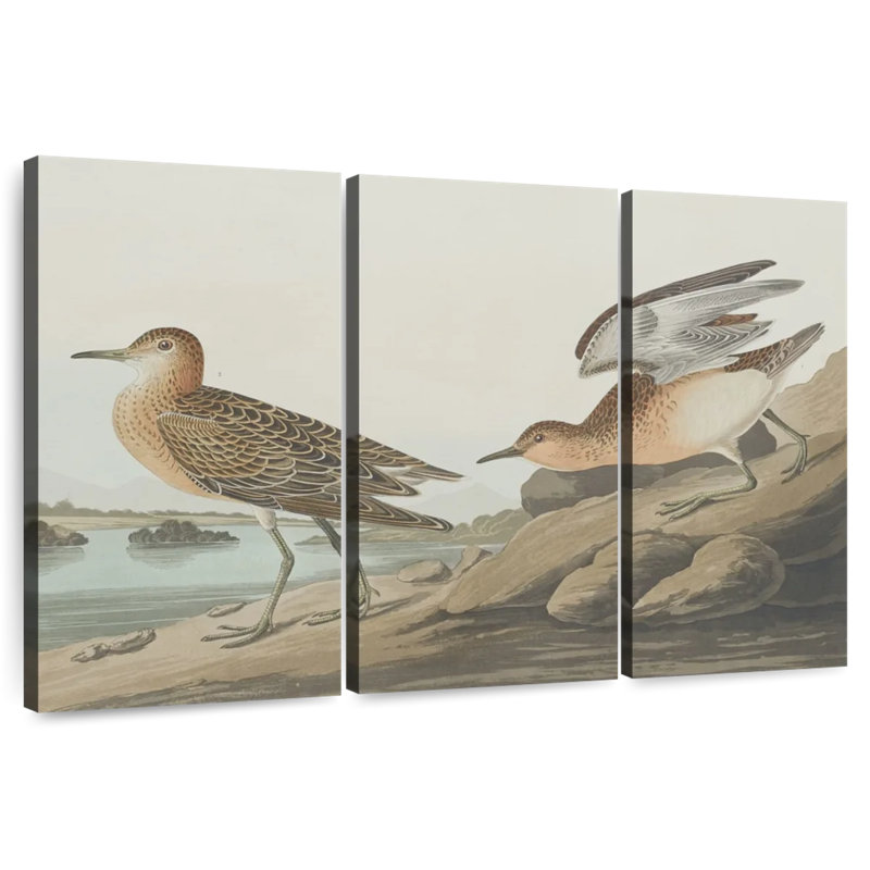 Brampt Buff Breasted Sandpiper, 28" H x 45" W
