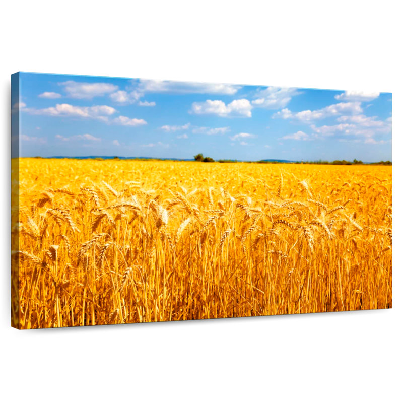 Harnek Wheat Field Ready For Harvest, 26" H x 39" W