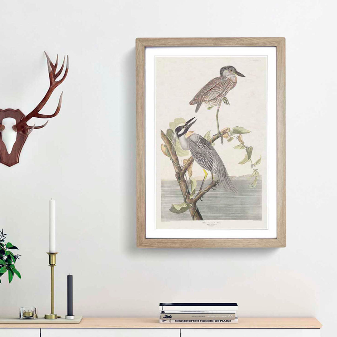Yellow-Crowned Heron by John James Audubon - Picture Frame Art Print