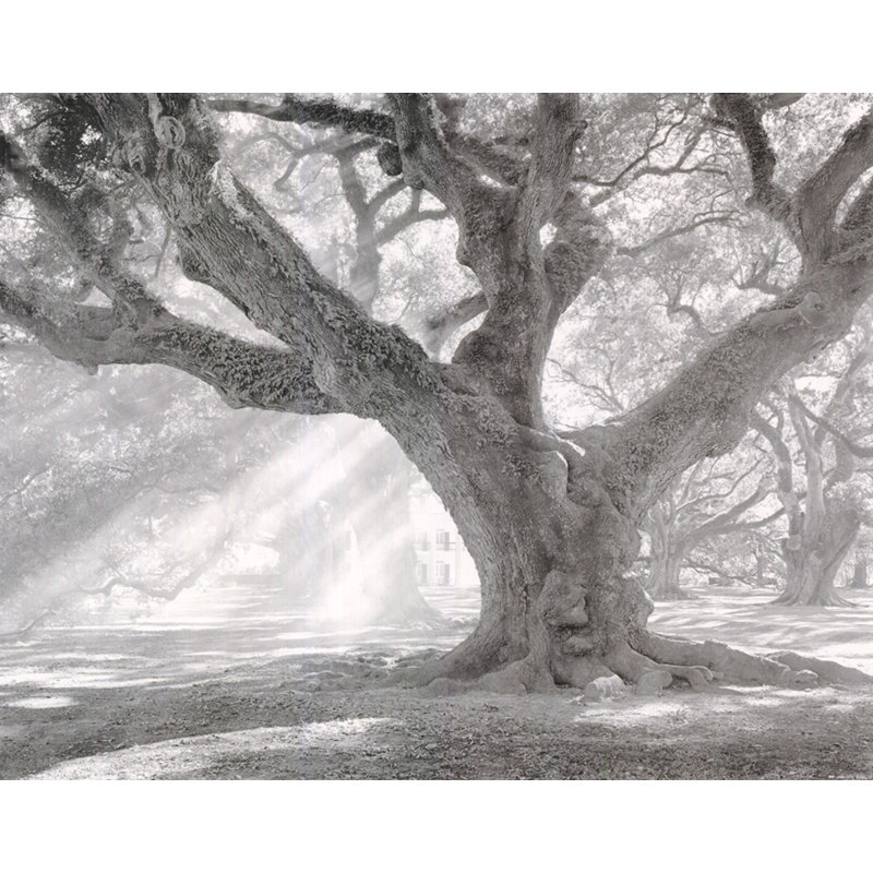 Andrew Oak, lumière de l'après-midi, H 14 po x l 18 po