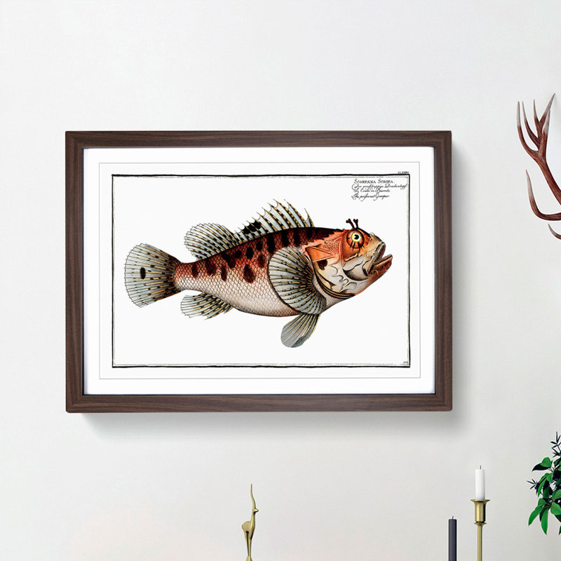 Poisonnet Grouper Fish by M.E. Bloch - Picture Frame Painting Print, 27cm H x 36cm W x 2cm D, Walnut Framed