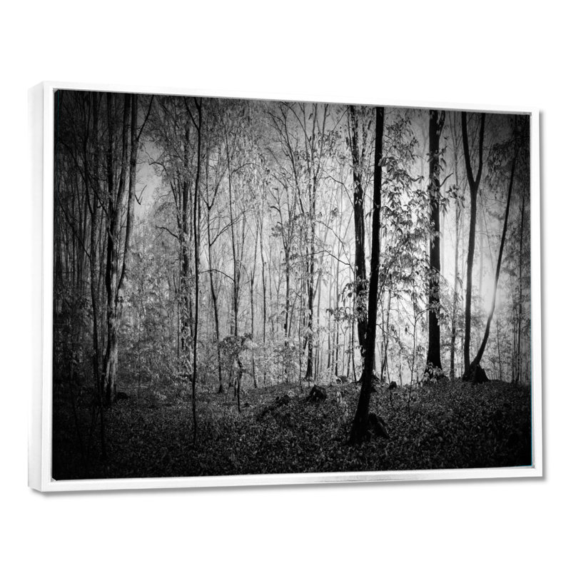 «Beautiful Forest Morning Panorama», reproduction, H 16 po x l 32 po, Cadre flottant blanc