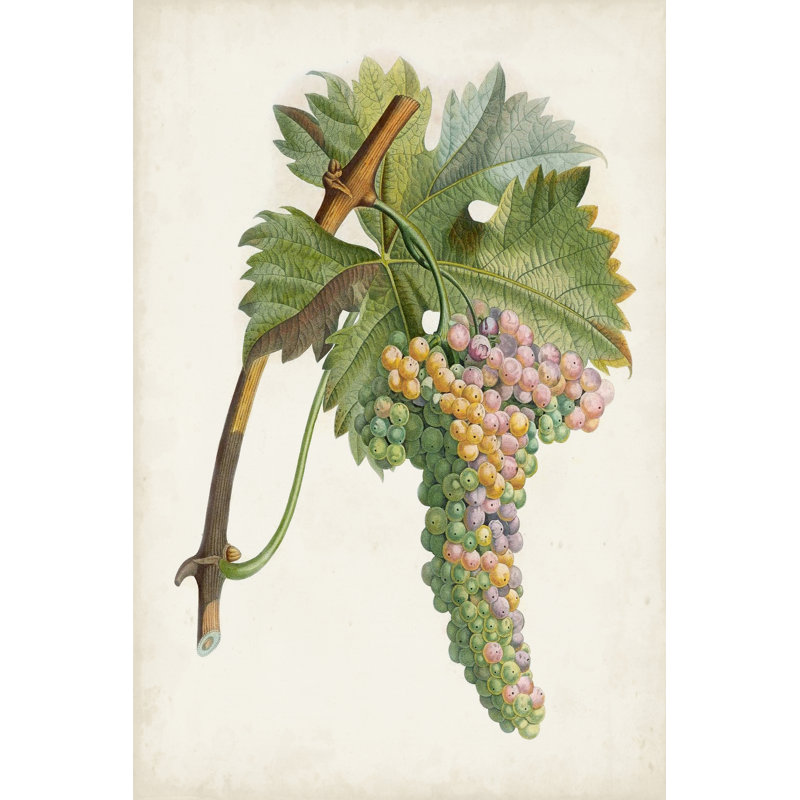 Raisin de Corunthe by Pierre Antoine Poiteau - Painting, 46cm H x 30cm W, Black Floater Framed