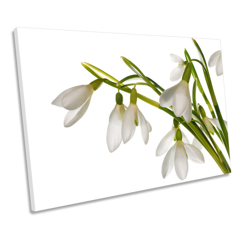 Snowdrop Floral Flowers - Wrapped Canvas Print, 61cm H x 91.4cm W x 4cm D