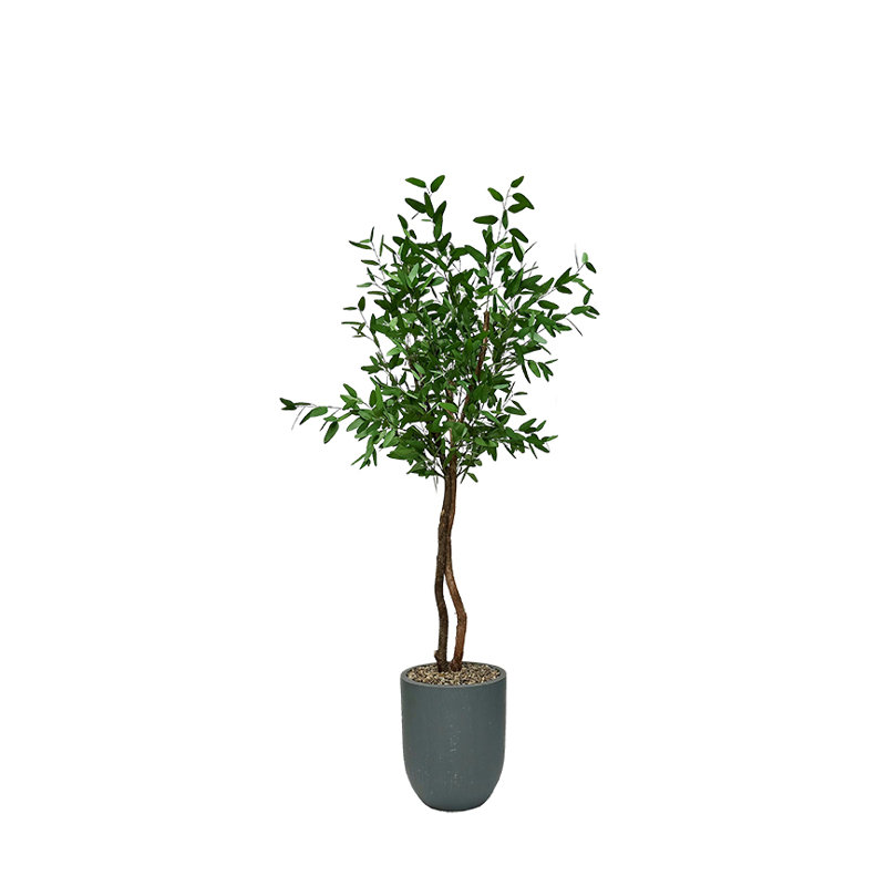 Eucalyptus bleu 8 'dans un pot à fleurs Campbell